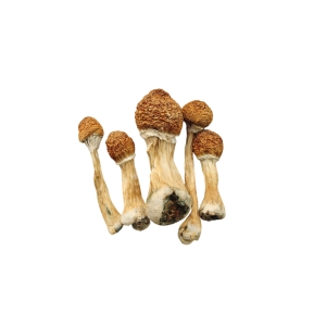 7g Psilocybin
