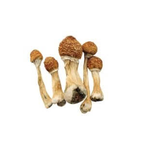 3.5g Psilocybin